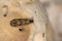 (Trichoptre - Leptoceridae - Mystacides longicornis)